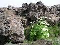 Lava field